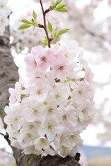 太陽の広場の桜