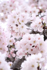 太陽の広場の桜
