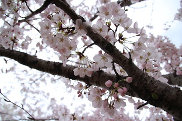 太陽の広場の桜
