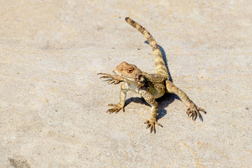Caucasian agama (Paralaudakia caucasia) species of agamid lizard native to Caucasus  basks in the sun sitting on a rock in the ancient city Uplistsikhe Georgia - shallow focus