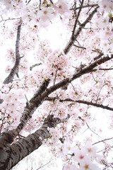 太陽の広場の桜