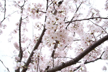 太陽の広場の桜