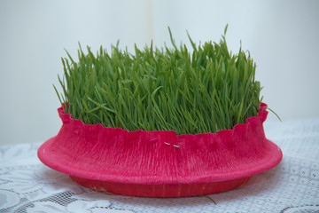 Semeni on plate decorated with red cord on national style . Semeni on white background decorated...