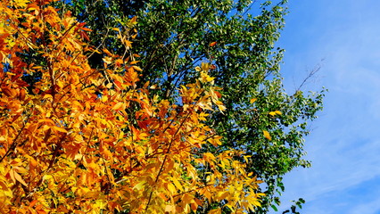  Tree branches with yellow leaves in autumn