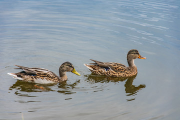 two ducks in a pond