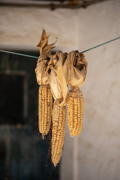 Corn cobs drying on rope