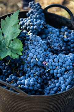 Close up of blue grapes in basket