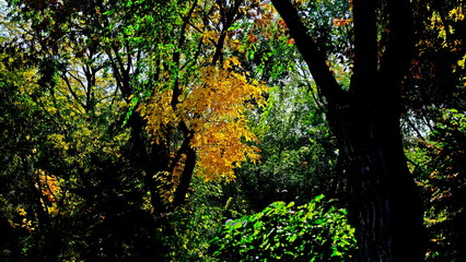 Fototapeta premium Tree branches with yellow leaves in autumn