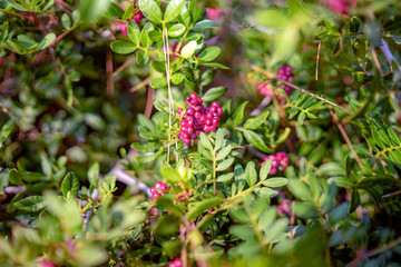 pink fruits in the garden