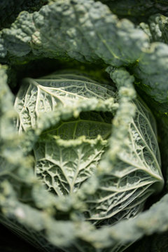 Close up of cabbage