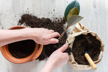 Woman replanting Ficus flower in a new brown clay pot, the houseplant transplant at home