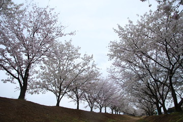 太陽の広場の桜