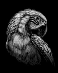 Macaw parrot. Hand-drawn, sketchy, art portrait of a macaw parrot on a black background.