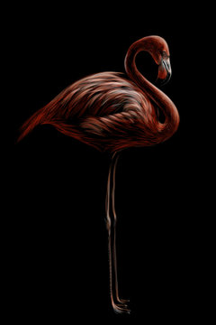 Pink flamingo. Hand-drawn, artistic, flowered image of a flamingo bird on a black background.
