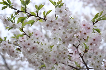 太陽の広場の桜