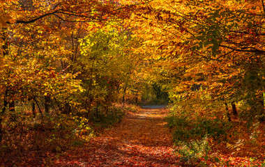 Autumn in the old park. Autumn landscape. The colors of autumn.