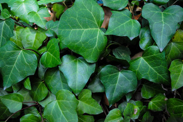 Bright background made of large green leaves
