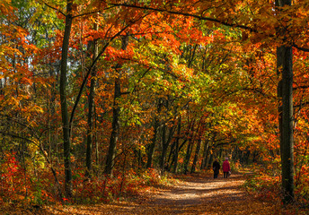 Walk in the autumn park. Autumn landscape. The colors of autumn.