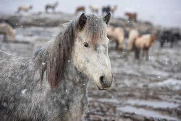 The Icelandic horse is a breed of horse developed in Iceland. Although the horses are small, at times pony-sized, most registries