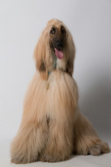galgo afgano