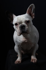 Obraz premium buldog frances