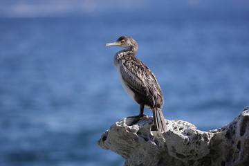 Kormoran