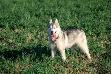 a husky dog standing in the field on a Sunny day stuck out its tongue and squinted