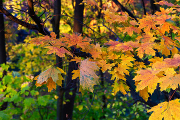 yellow and red leaves in autumn