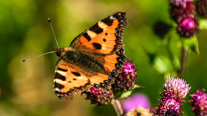 Macro of a beautiful small tortoiseshell butterfly on a flower