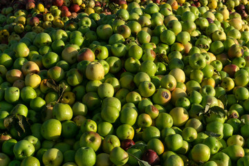 pile of slightly degraded apples