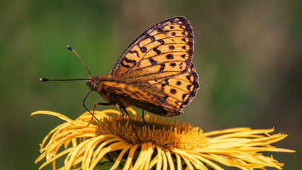 Macro of a beautiful fritillary butterfly on a flower