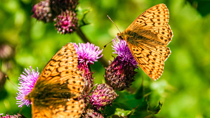 Macro of a beautiful fritillary butterfly on a flower