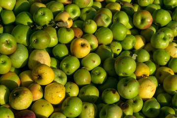 pile of slightly degraded apples
