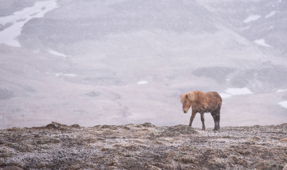 The Icelandic horse is a breed of horse developed in Iceland. Although the horses are small, at...