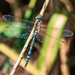 Macro of a beautiful dragonfly on a branch