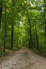 Weg im grünen Wald im Herbst