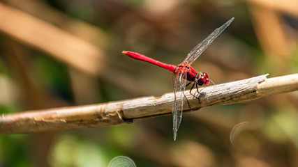 Macro of a beautiful dragonfly on a branch