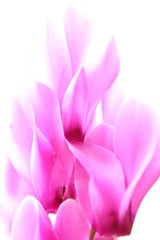 Fototapeta premium シクラメン