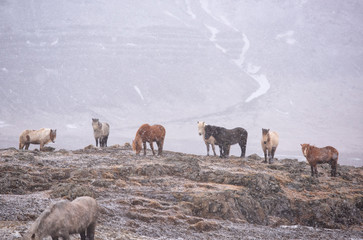 The Icelandic horse is a breed of horse developed in Iceland. Although the horses are small, at times pony-sized, most registries