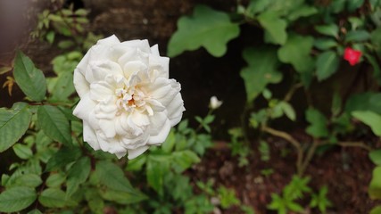 white flowers in the garden