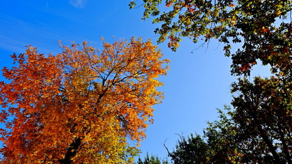  Tree branches with yellow leaves in autumn