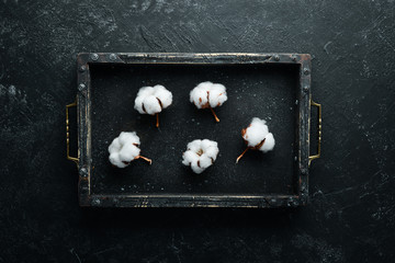 Cotton flowers. Top view. Free copy space.
