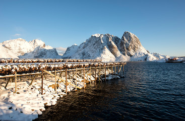 Dried fish head in the Lofoten Islands Norway is known for excellent fishing, nature attractions...