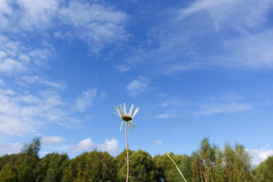 Wild camomile flower in the field. Autumn