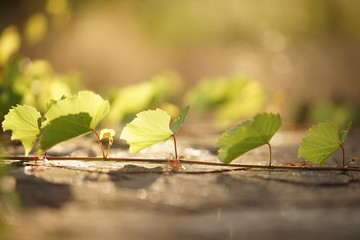 Young green grape leaves grow in row, sunny garden.