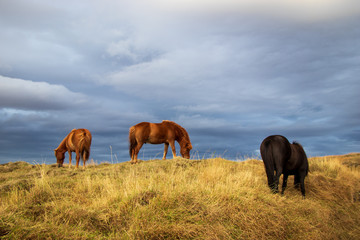 Horses in Iceland on a meadow
