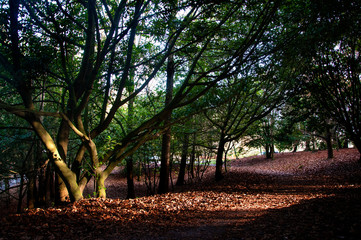Ulia monte san sebasti&aacute;n donostia oto&ntilde;o autum 