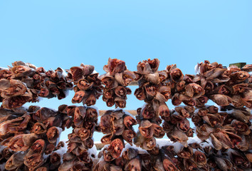 Dried fish head in the Lofoten Islands Norway is known for excellent fishing, nature attractions...