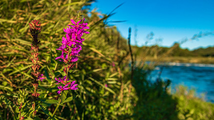 Beautiful alpine flowers at Zauchensee, Salzburg, Austria