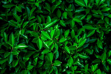 Fototapeta premium tropical leaf, abstract green leaf texture, nature background